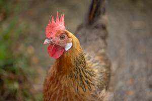 Soléa GUERINOT - SOLEA GUERINOT